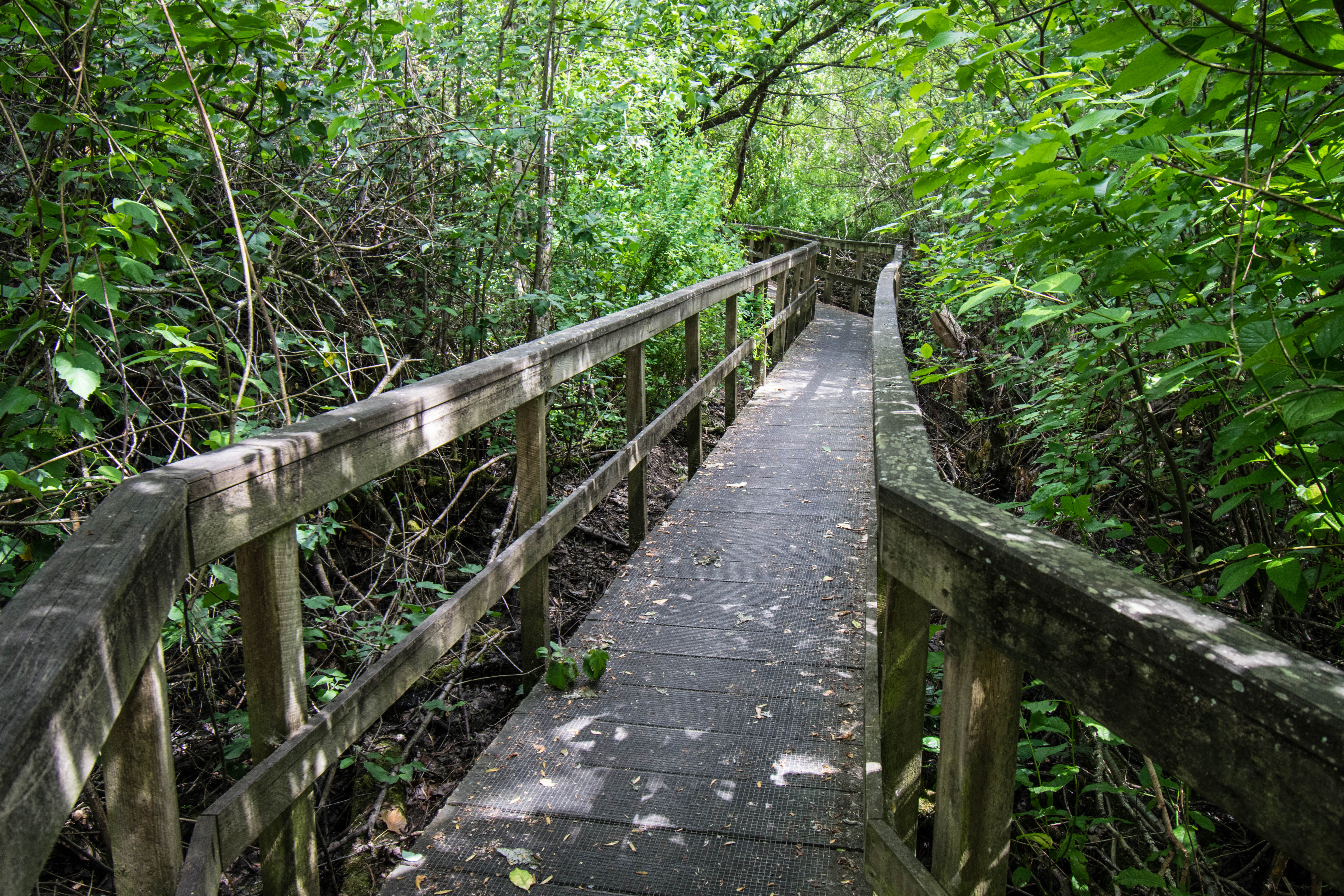 ../images/trails/crosstown_west//04 Trail eastbound on Boardwalk.JPG